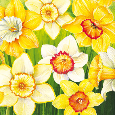 Boston International ihr Daffodil Field Cocktail Napkins