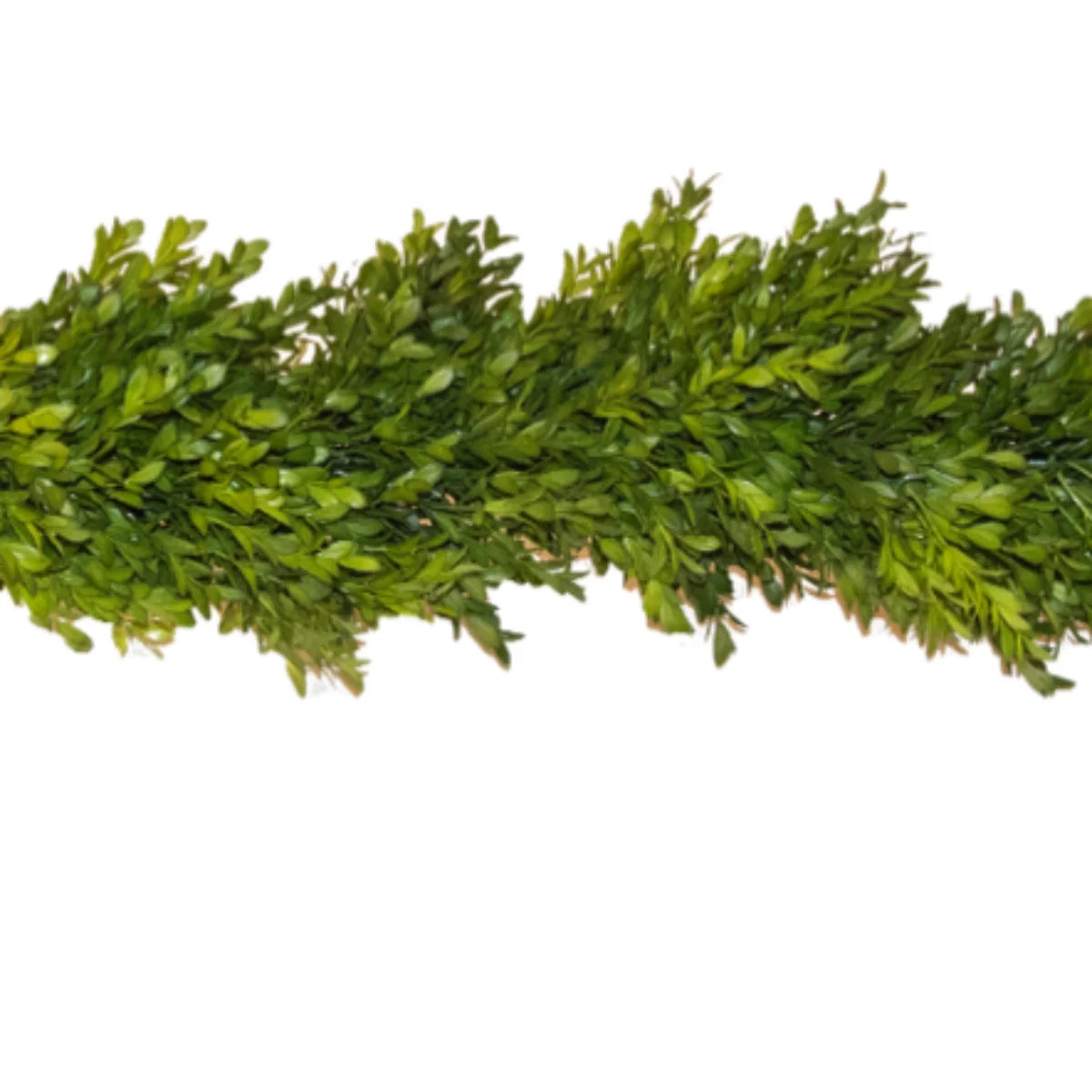 Boxwood Garland - 6 feet
