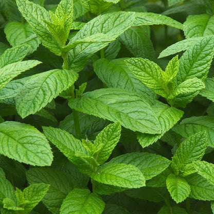 Archipelago Botanicals Morning Mint Body Lotion 18oz 